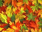 Colourful Leaves !!!