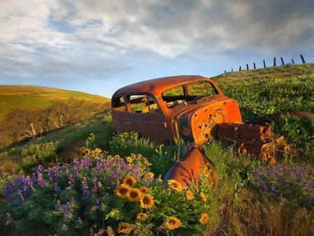 Rusty Landscape - rusty, landscape, wildflowers, hills, sunflower, rust, car wreck, sky, car, clouds, field, rusty car, green