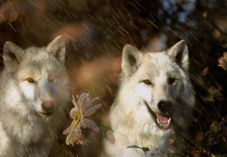 White Wolves