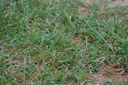 Grass - field, grass, wfox243