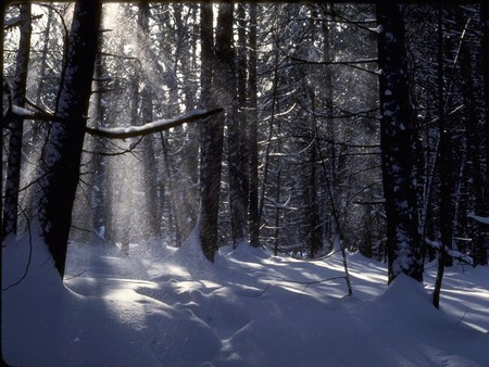 Winter impression - impression, dark, winter impression, light, winter, tree