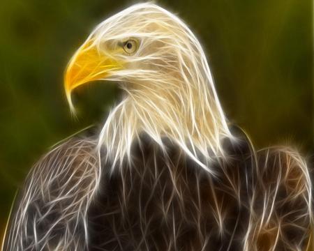 eagle - eagle, animals, bird