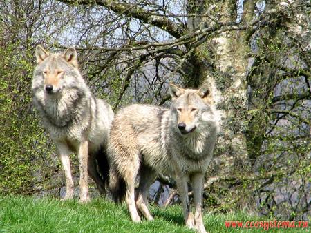 Grey Wolves - gray wolves, dogs, animals, wolves