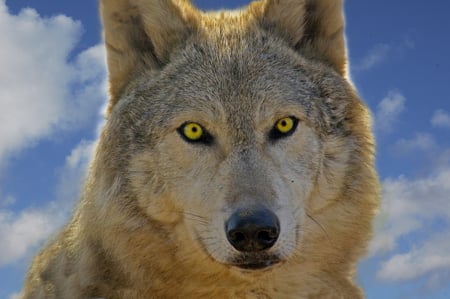 Eyes of Wolf - eyes, animals, wolf, wolves