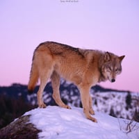 Gray Wolf at Dusk