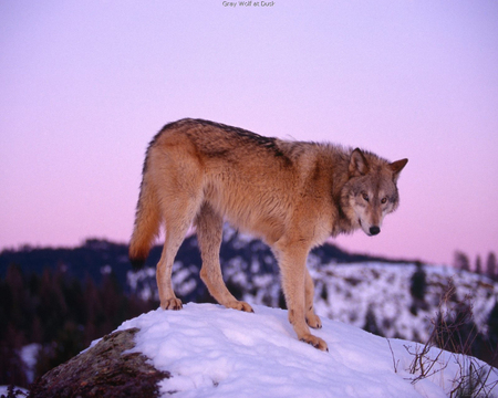 Gray Wolf at Dusk - gray wolf, dogs, animals, wolves