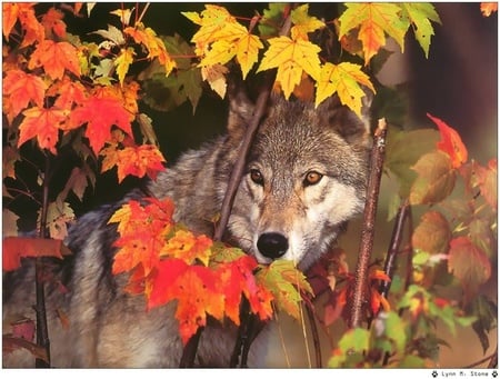 Wolf coming out of the bush - wolf, wolves, hiding, animals, bush, majestic