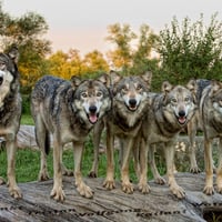 Pack of Wolves