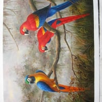 MACAWS