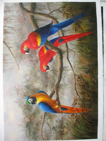 MACAWS - colorful, macaws, parrots, birds