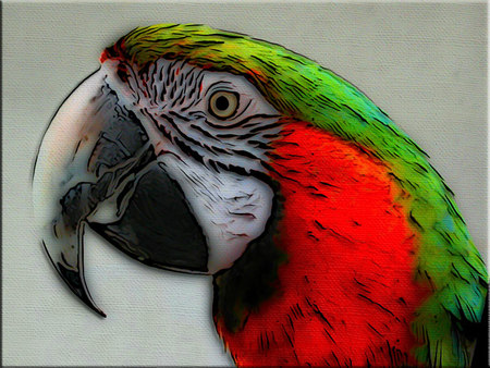 PARROTSLINES - parrot, red, green, beak