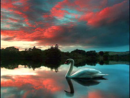 Swan - swan, sky, water, animal, bird