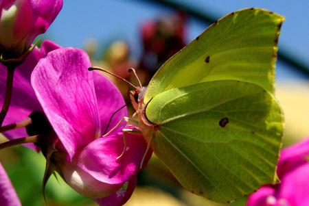 Butterfly - butterfly, flowers, animal, green