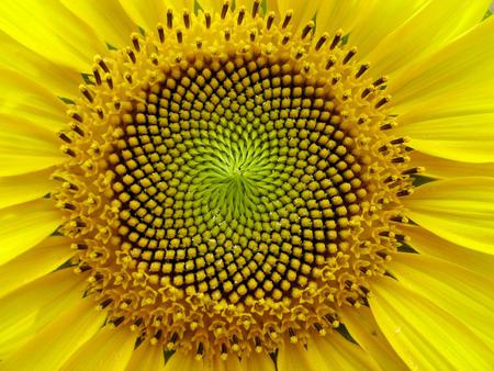 Sunflower - sunflower, nature, flower, petals