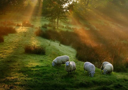 Autumn Grazing - trees, sheep, autumn, field, forest, farm, sun