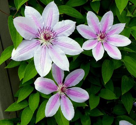 Flowers - flowers, leaves, petals, nature