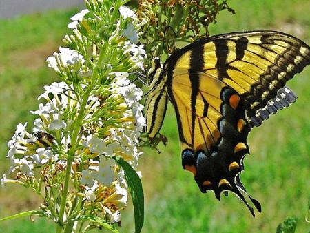 Butterfly - butterfly, flowers, animal, monarch