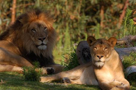 Leo and Lioness - cats, trees, animals, lions