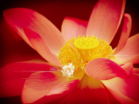 Lotus - lotus, flower, petals, nature