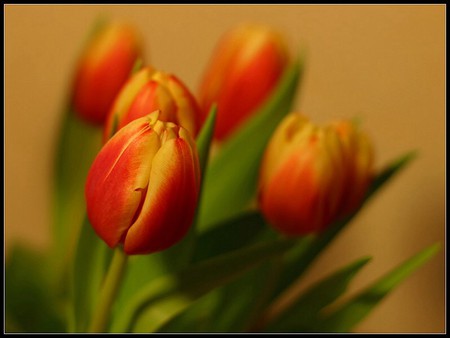 Tulips - flower, tulip, love, valentines, nature