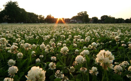 Flower field - field, flower, tree, nature