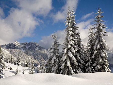 Trees In Mountains - tatra, trees, snow, winter, mountains, zakopane, slopes