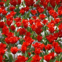 Red Tulips