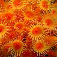 Orange Flowers