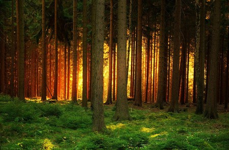 Light in Forest