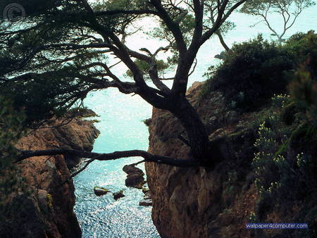 view from the cliff - shores, sole tree, sea, cliffs, rocks