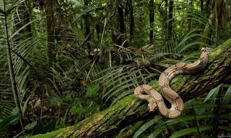 serpent - serpent, danger, tropical, snake, forest, thick