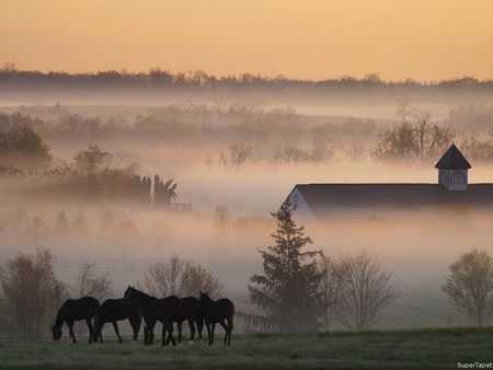 horses on the field - horses, moors, highland, fog, chill, dusk