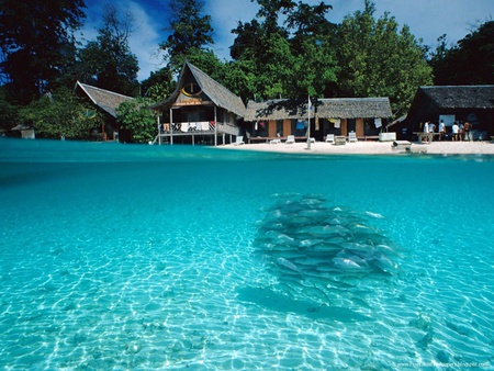 shallow water - malaysia, coral reef, aquatic, tropical, beach, borneo