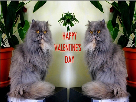 GREETINGS FROM KITTIES - creative, cats, valentine, photo, greetings