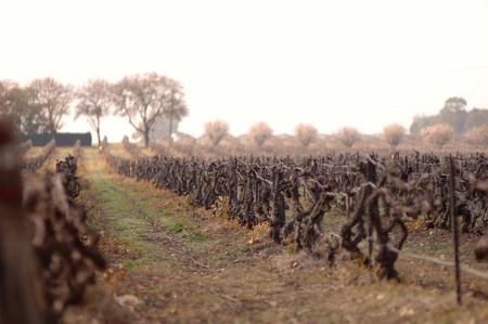 Vinyard - grapes, crops, farm, orchard