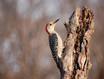 desert bird