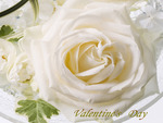 Valentine rose