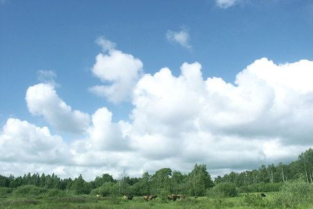 Cows under blue sky - nature, blue, threes, sky, animals, cows