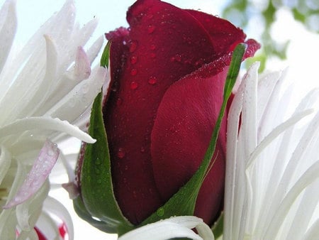 Red_rose_bud - roses, water, valentine, rose, nature, closeup, red, flowers, flower