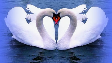 Happy Valentines day - heart shape, white, swans, blue water, long necks