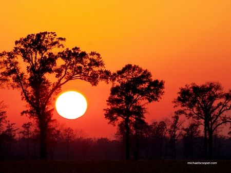 Sunset in the Trees - landscape, scenic, sunset, nature