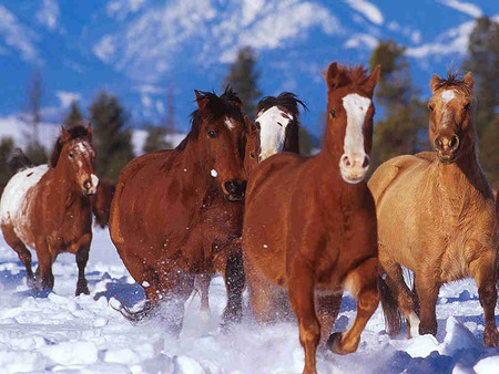 horses - horses, winter, snow, herd