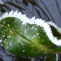 Frost on a leaf