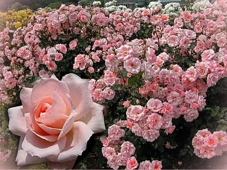 Pinks - many, rose, pink, flowers, blooms