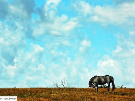 A Day to Give Thanks For - farm, horse, mare, country, rural, equine