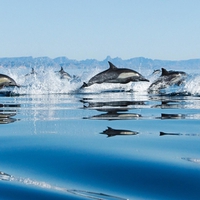 Common Dolphins