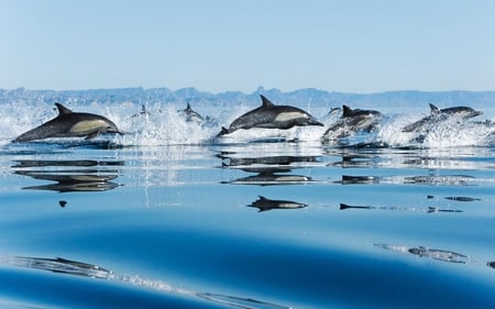 Common Dolphins - dolphins, common dolphins, water, swimming, fins, sky, animals