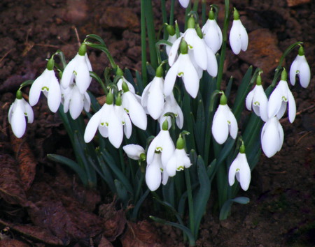 snowdrops - white, soil, green, snowdrops, garden, flower