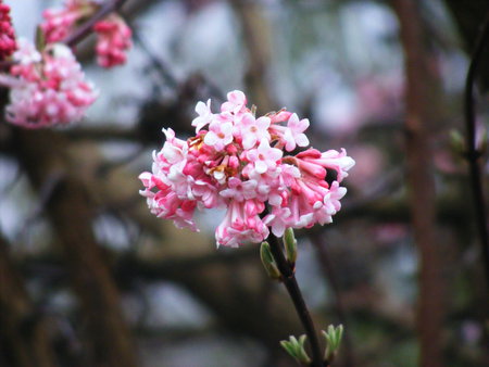 early blossom - garden, pink, blossom, tree, green