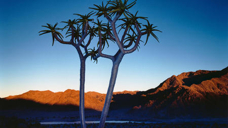 Waiting for the Sun - nature, sky, hills, desert, tree, sunrise